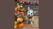 Woodland Farm's Pet Lodge