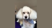 Le Pooch Grooming & Boutique