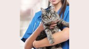Arlington Animal Grooming