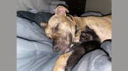 Orchid Springs Animal Hospital