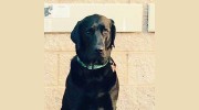 Pet Cater Pet Sitters & House Sitters