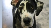Doggie Spa & Play Care