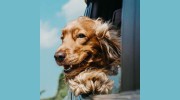 Aston Veterinary Hospital - Marianne Linton