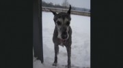 Mad4mydog Training