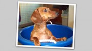 Evergreen Kennels
