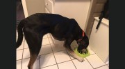 Oak Ridge Kennels