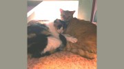 Vibrant Pet Animal Hospital - Angela Porter