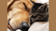 All Creature Comforts