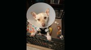 Grand Pet Care Center