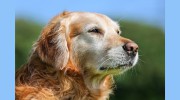 Rainbow Bridge Pet Crematory