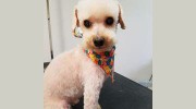 Dogs By Design Holistic Wellness Center & Spa