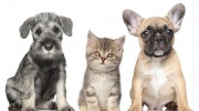 Carolina Pet Sitters