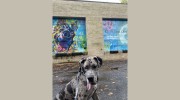 All Dogs Club