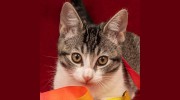 SPCA Yolo County
